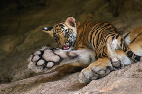 Tiger cub